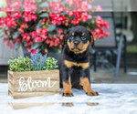 Puppy Hallie Rottweiler