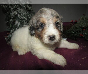 Poodle (Toy)-Saint Bernard Mix Puppy for sale in MADISON, WI, USA