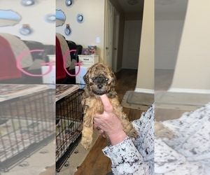 Cockapoo Puppy for sale in LAKE CITY, FL, USA