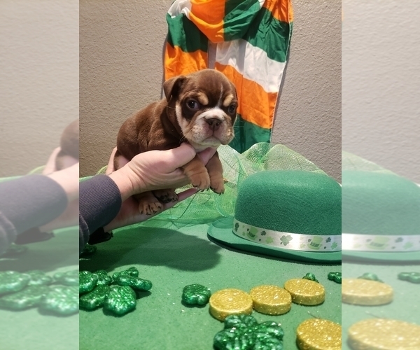 Medium Photo #5 Bulldog Puppy For Sale in RIVERSIDE, CA, USA