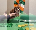 Small Photo #5 Bulldog Puppy For Sale in RIVERSIDE, CA, USA