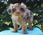 Small Photo #10 Cavapoo Puppy For Sale in THORP, WI, USA