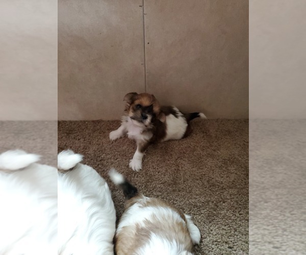 Medium Photo #1 Zuchon Puppy For Sale in PERHAM, MN, USA