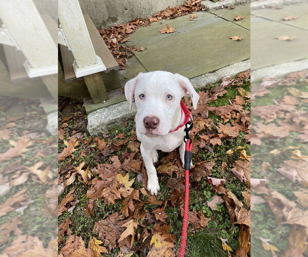 Medium Photo #1 Labrador Retriever-Unknown Mix Puppy For Sale in Brewster, NY, USA
