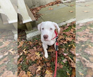 Labrador Retriever-Unknown Mix Dogs for adoption in Brewster, NY, USA