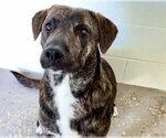 Small Photo #2 Labrador Retriever-Unknown Mix Puppy For Sale in Houston, TX, USA