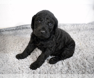 Goldendoodle-Poodle (Standard) Mix Puppy for sale in TOMPKINSVILLE, KY, USA