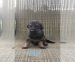 Small Photo #12 German Shepherd Dog Puppy For Sale in SUMPTER TWP, MI, USA