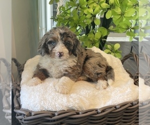 Miniature Bernedoodle Puppy for sale in FRANKLIN, IN, USA