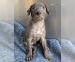 Small Labrador Retriever Mix