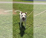 Small #5 Bull Terrier Mix