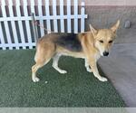 Small German Shepherd Dog