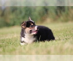 Small Photo #8 Pembroke Welsh Corgi Puppy For Sale in FORT MADISON, IA, USA