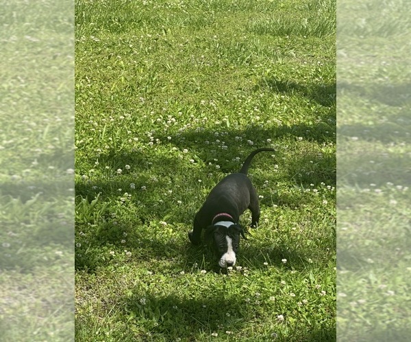 Medium Photo #2 Bullypit Puppy For Sale in BETHALTO, IL, USA