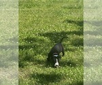 Small #1 Bullypit