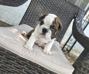 Bulldog Puppy for sale in OMAHA, NE, USA
