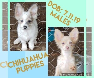 Chihuahua Puppy for sale in WOODFORD, VA, USA