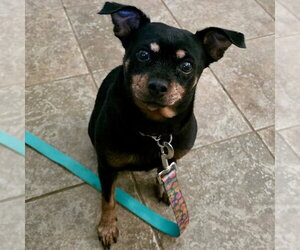Greta 2026 - Female Chiweenie Dog for Adoption - Photo #3