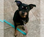 Small Photo #3 Chiweenie Puppy For Sale in Batavia, OH, USA