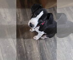 William - Male Mutt Dog for Adoption - Small photo