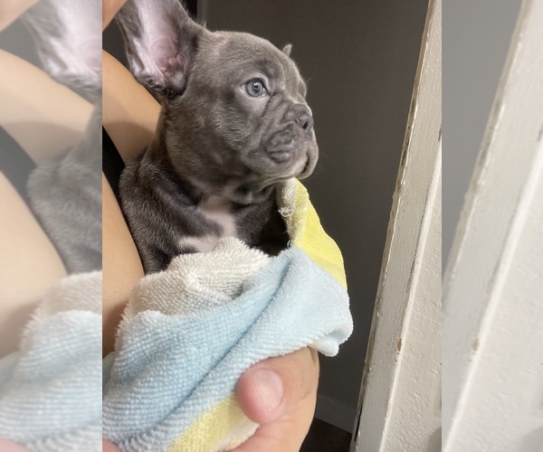 Medium Photo #9 French Bulldog Puppy For Sale in SAN BERNARDINO, CA, USA