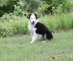 Small #7 Australian Shepherd