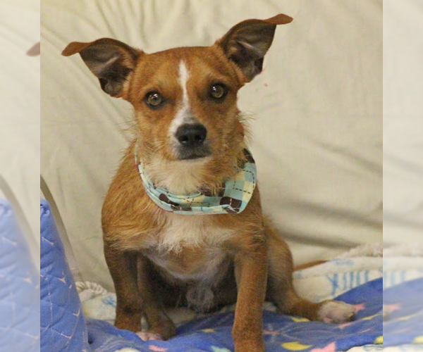 Medium Photo #1 Mutt Puppy For Sale in Cranston, RI, USA