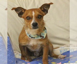 Mutt Dogs for adoption in Cranston, RI, USA