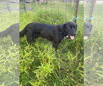 Small #2 Mutt