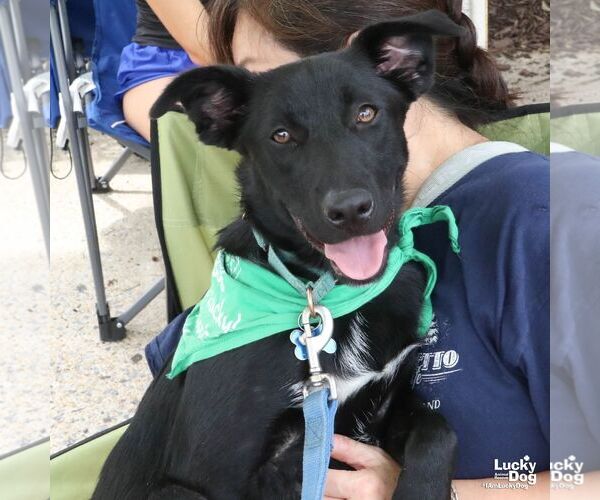 Medium Photo #4 Retriever -Unknown Mix Puppy For Sale in Washington, DC, USA