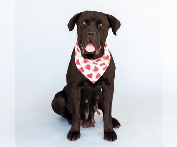 Medium Photo #1 Mutt Puppy For Sale in Conroe, TX, USA