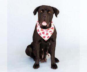 Mutt Dogs for adoption in Conroe, TX, USA