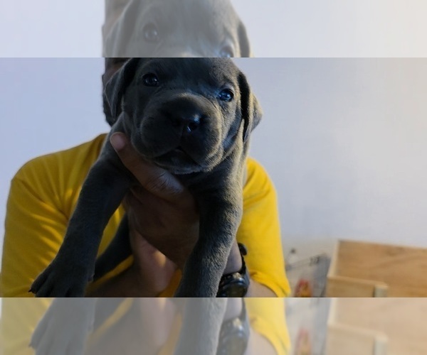 Medium Photo #6 Cane Corso Puppy For Sale in SAINT AUGUSTINE, FL, USA