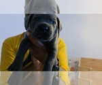 Puppy Puppy 5 Cane Corso