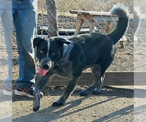Bluey - Male Mutt Dog for Adoption - Photo #4