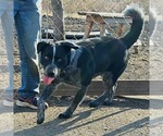 Small #3 Mutt