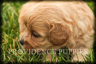 Cavapoo Puppy for sale in WAYLAND, IA, USA