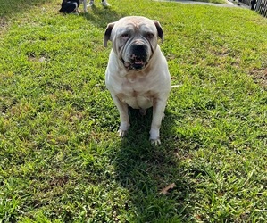 Father of the American Bulldog puppies born on 04/24/2024