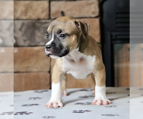 Medium Photo #2 American Bully Puppy For Sale in ORANGEBURG, SC, USA