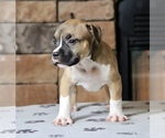 Small Photo #2 American Bully Puppy For Sale in ORANGEBURG, SC, USA