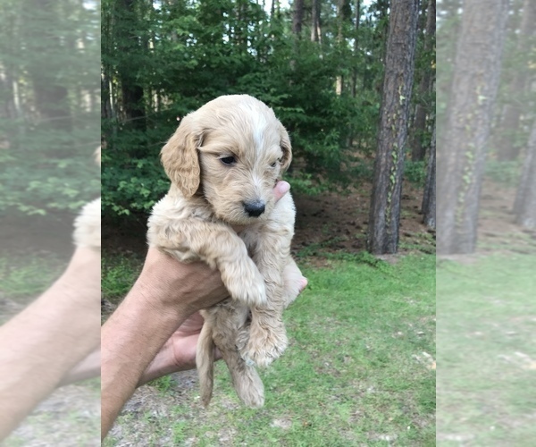 Medium Photo #3 Goldendoodle Puppy For Sale in PINEHURST, NC, USA