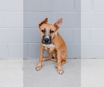 Small #1 Boxer Mix