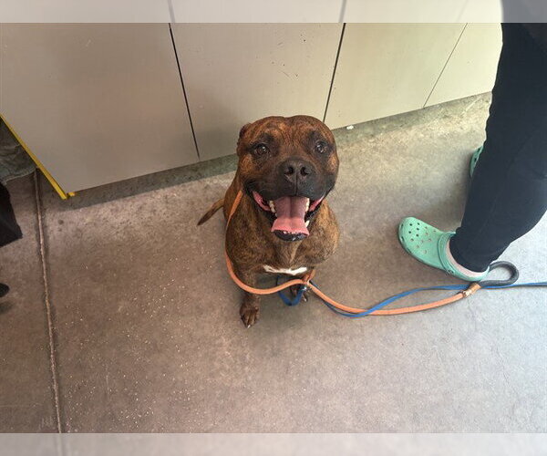 Medium Photo #1 Boxer-Unknown Mix Puppy For Sale in Tavares, FL, USA