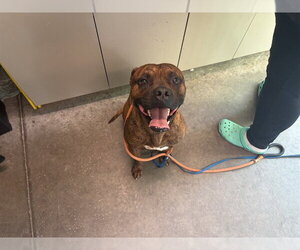 Boxer-Unknown Mix Dogs for adoption in Tavares, FL, USA