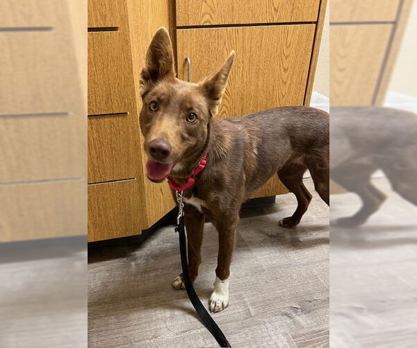 Medium Photo #1 Australian Kelpie Puppy For Sale in Alturas, CA, USA
