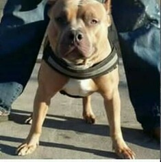 Father of the American Bully puppies born on 01/18/2019
