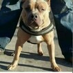 Small Photo #1 American Bully Puppy For Sale in BOULEVARD, NY, USA