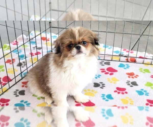 Medium Photo #6 Japanese Chin Puppy For Sale in ORO VALLEY, AZ, USA