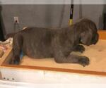 Small Photo #4 Cane Corso Puppy For Sale in CITY INDUSTRY, CA, USA