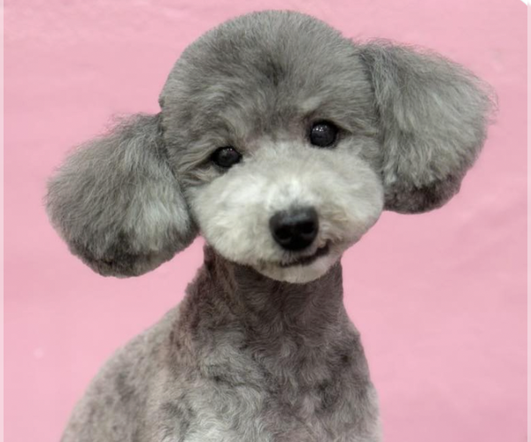 Medium Photo #1 Poodle (Miniature) Puppy For Sale in San Ramon, CA, USA